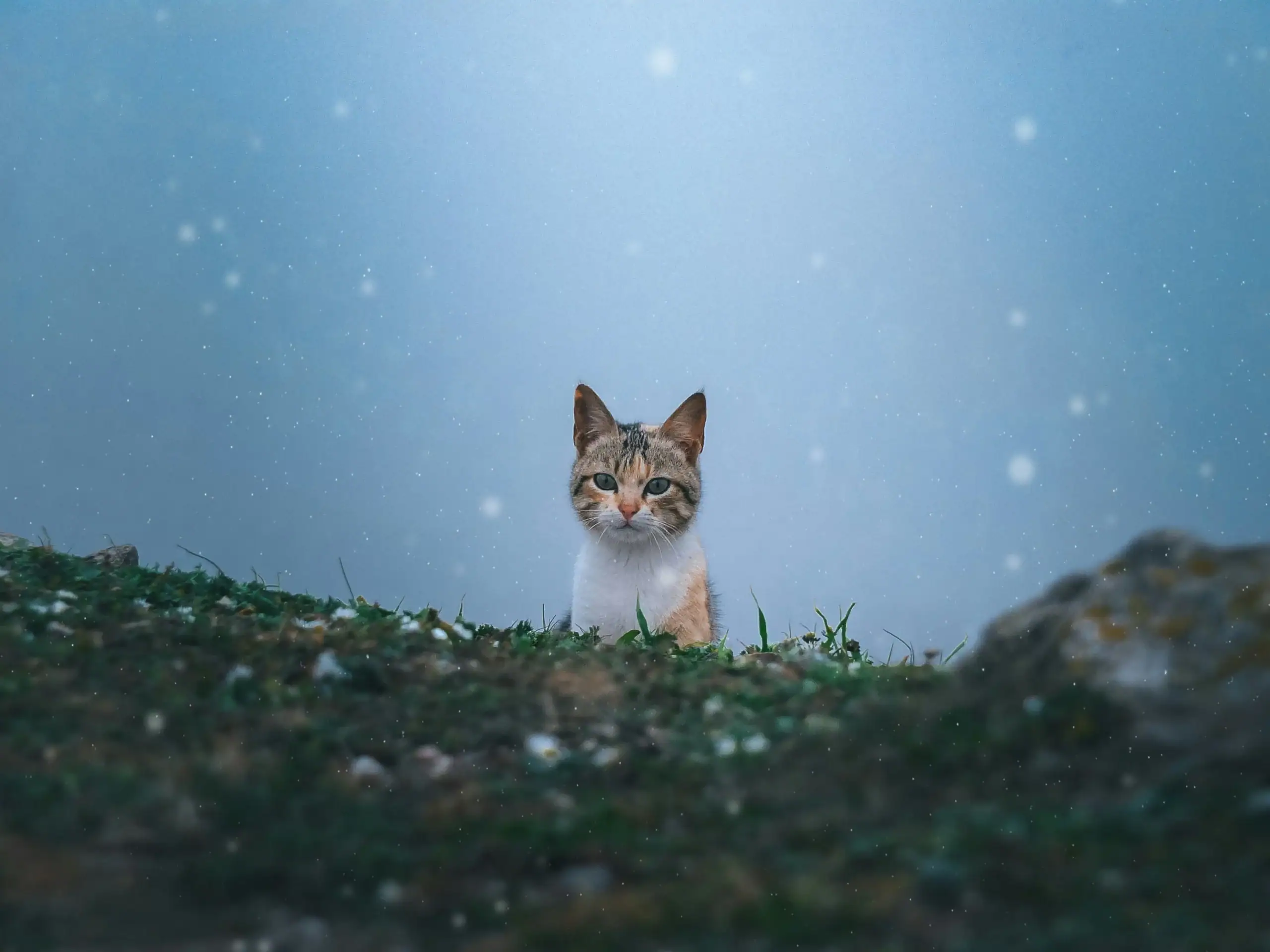 Photo d’un chat contemplatif sous la neige, en pleine nature, illustrant le thème du deuil de son animal de compagnie. Une image émotive pour accompagner un article sur la perte de son chat.