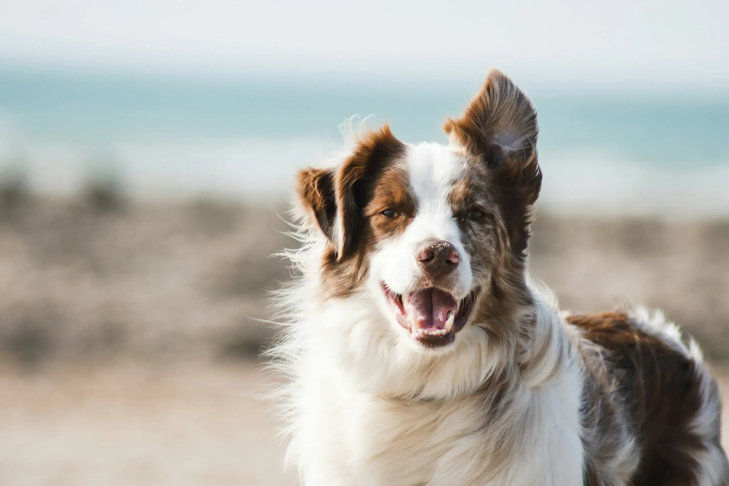 Photo d’un chien serein face à la mer, illustrant l’amour et le manque que l’on ressent après la perte de son chien. Une image pleine d’émotion pour accompagner un contenu sur le deuil d’un animal de compagnie.
