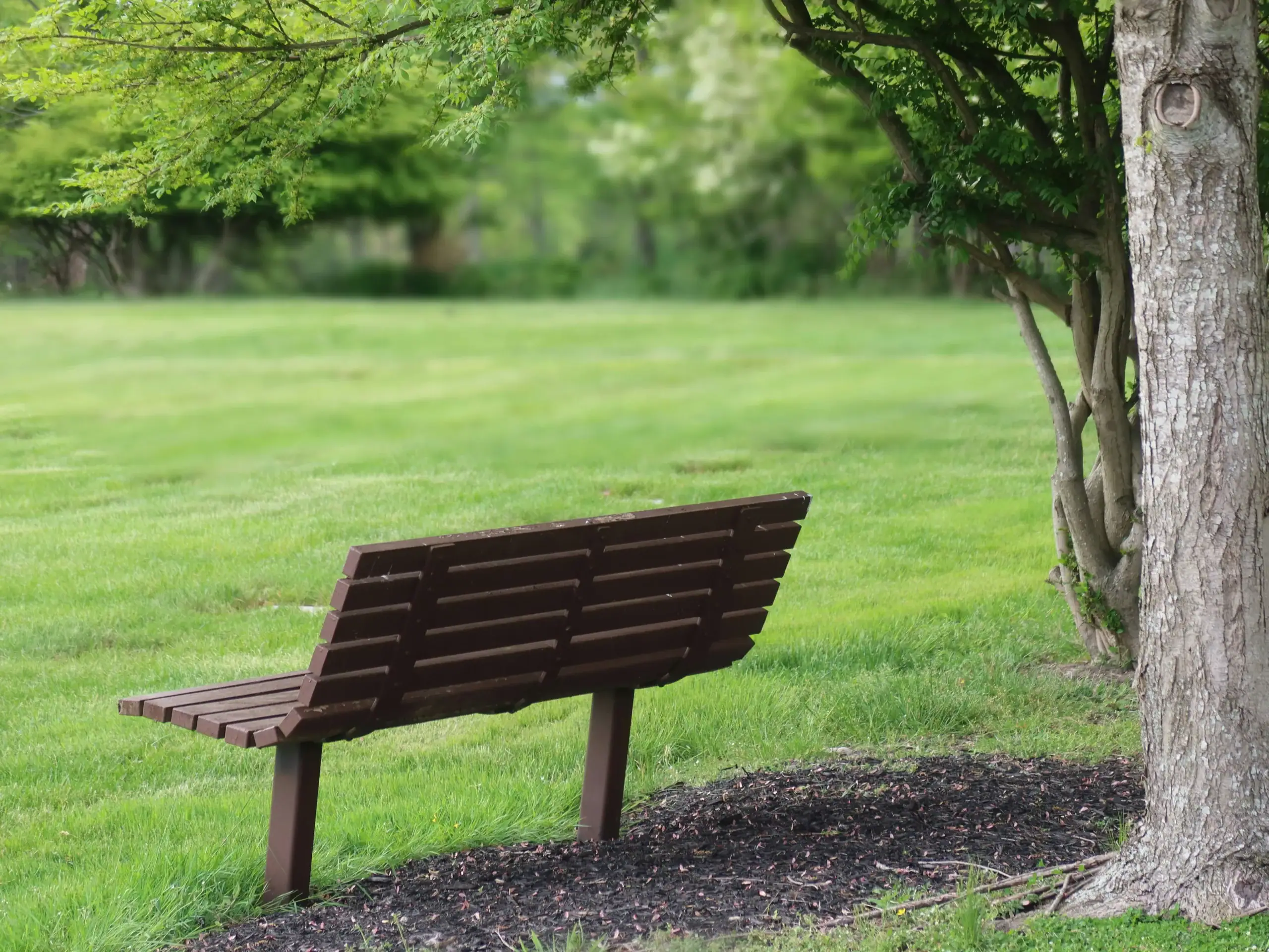 Image d’un banc dans un parc verdoyant, évoquant la solitude, la réflexion et l’apaisement lors du processus de deuil chez les personnes âgées. Idéal pour illustrer un article sur le soutien émotionnel après 65 ans.