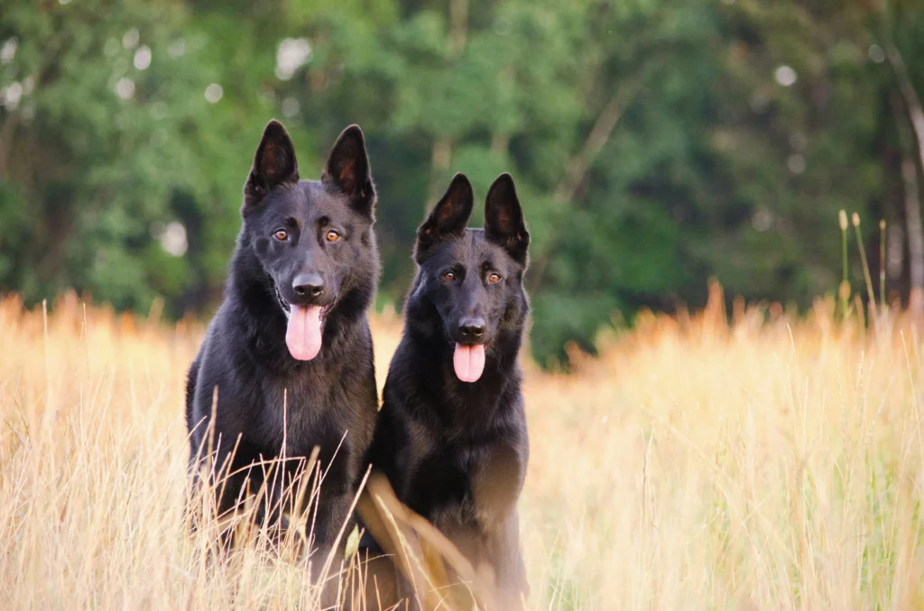 Portrait de deux chiens dans les hautes herbes photo pour accompagner un hommage pour son chien