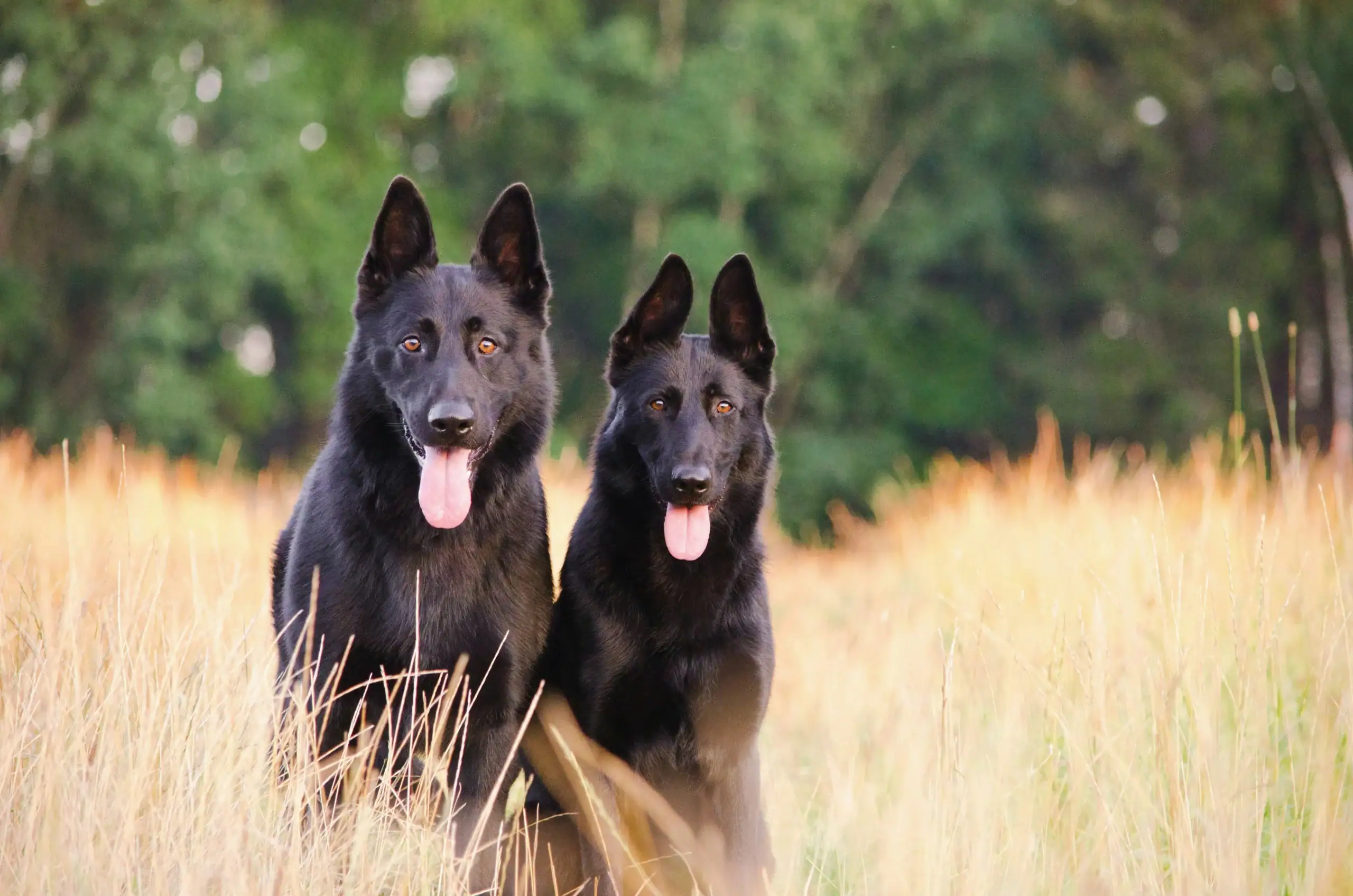 Portrait de deux chiens dans les hautes herbes photo pour accompagner un hommage pour son chien