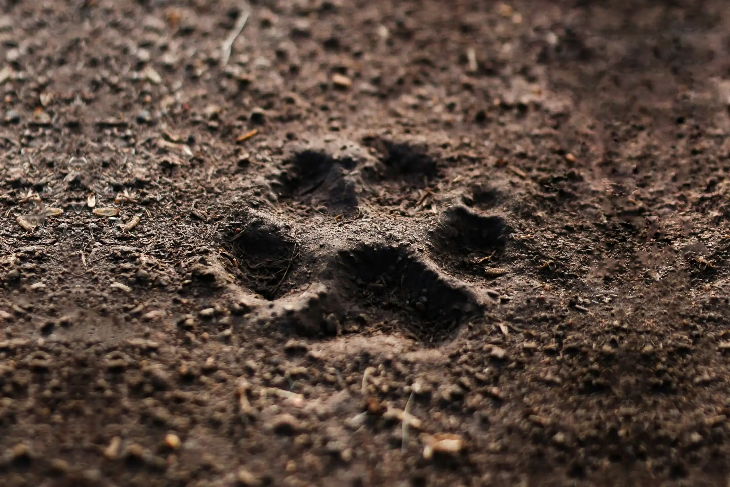 Empreinte de patte qui symbolise la presence et la disparition d'un compagnon.